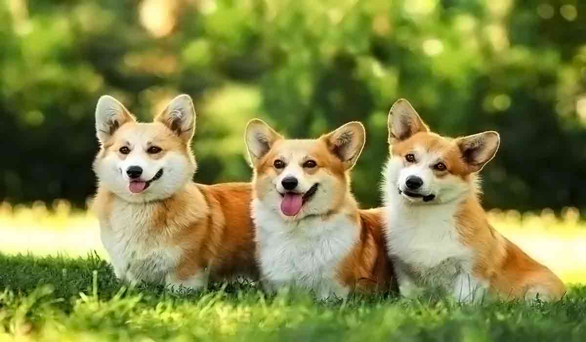 CC在线压力测试
